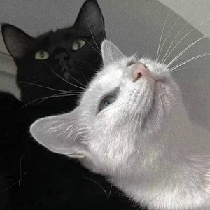 成人午夜在线视频
